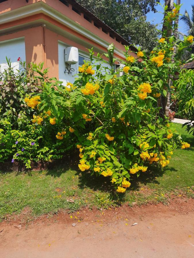 קייבלוסים Villa Sunflower מראה חיצוני תמונה